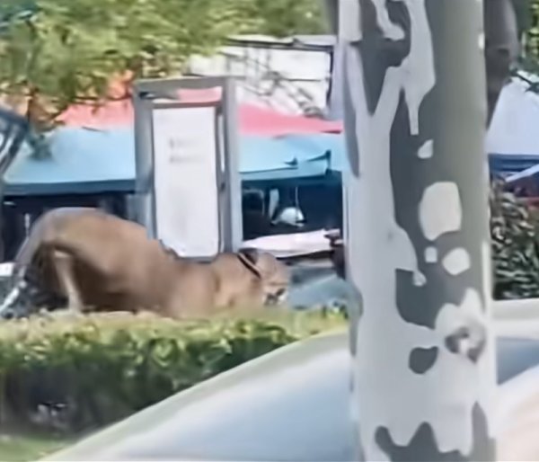 融创优配 安徽一马戏团狮子跑上街！当地：已诱捕入笼，责令停止演出